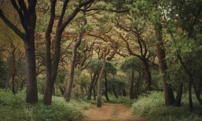 Forest vs Forrest